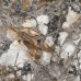 Керамогранит Laparet Maia Gray полированный 60x60 - миниатюра 8